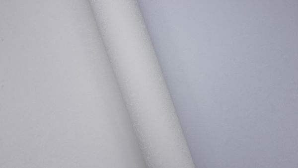 Rose 251546